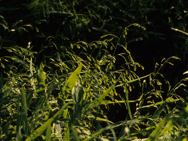 Chasmanthium latifolium (Inland sea oats) #21907