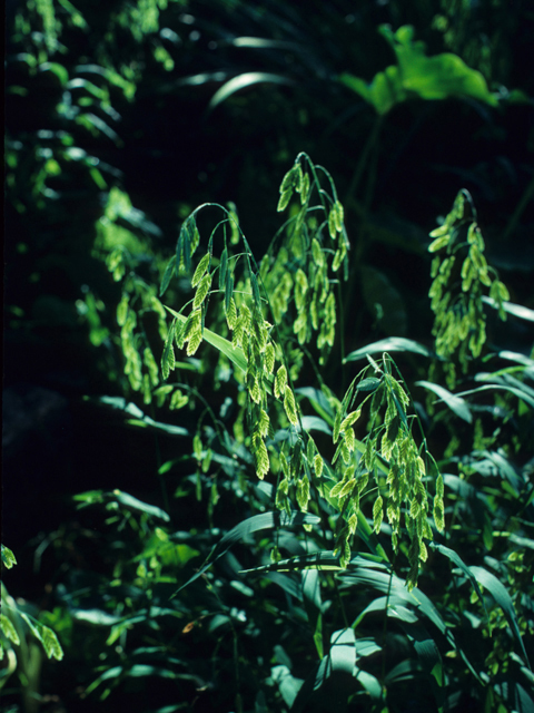 Chasmanthium latifolium (Inland sea oats) #21911