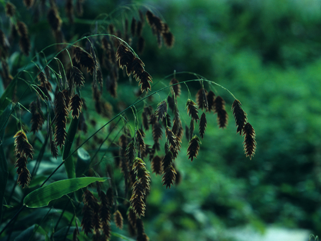 Chasmanthium latifolium (Inland sea oats) #21913