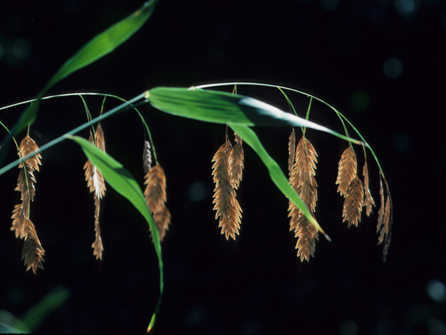 Chasmanthium latifolium (Inland sea oats) #21915
