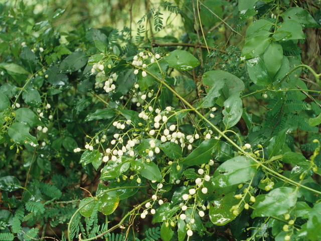 Chiococca alba (Snowberry) #21937