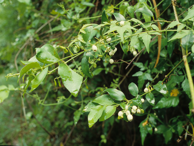 Chiococca alba (Snowberry) #21938