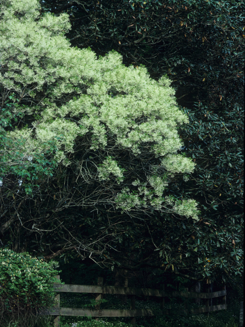 Chionanthus virginicus (White fringetree) #21940