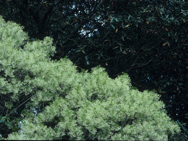 Chionanthus virginicus (White fringetree) #21941