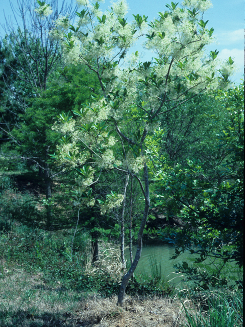 Chionanthus virginicus (White fringetree) #21942