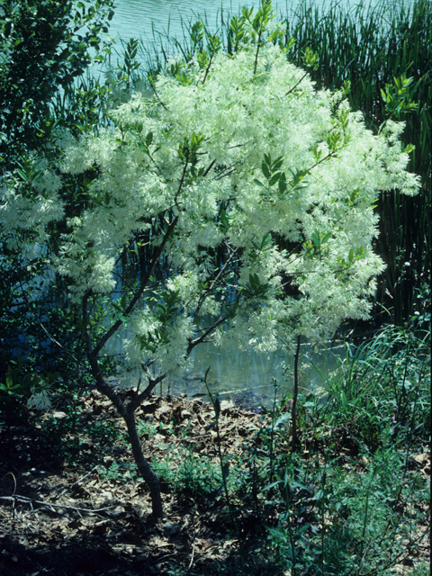 Chionanthus virginicus (White fringetree) #21943