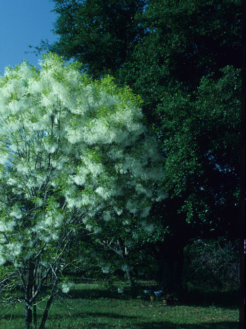 Chionanthus virginicus (White fringetree) #21944