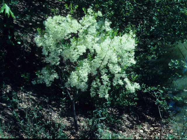 Chionanthus virginicus (White fringetree) #21945