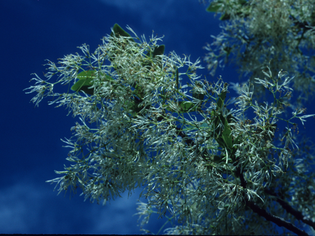 Chionanthus virginicus (White fringetree) #21946