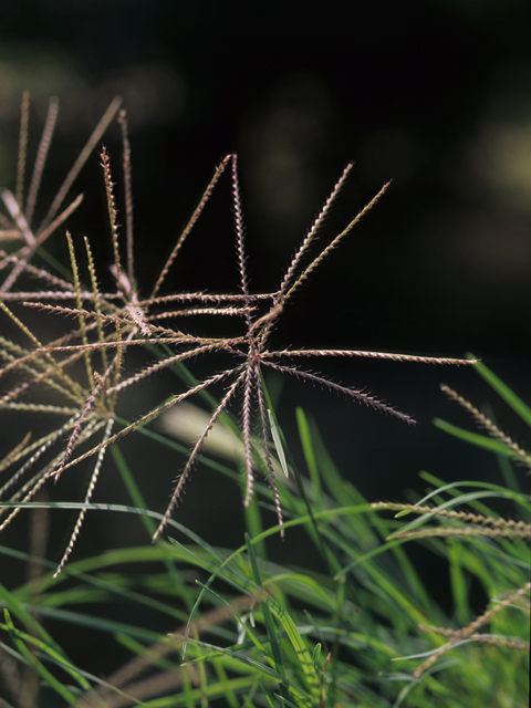 Chloris verticillata (Tumble windmill grass) #21949
