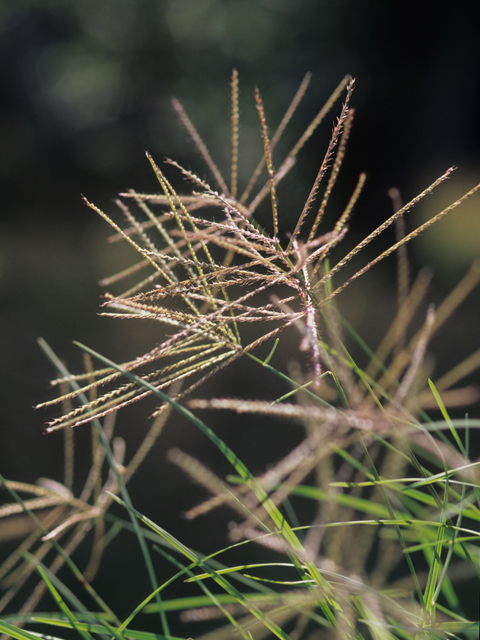 Chloris verticillata (Tumble windmill grass) #21950