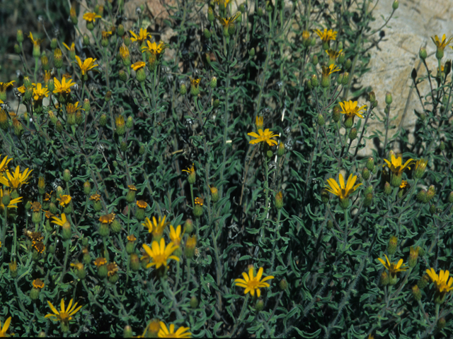 Heterotheca camporum var. camporum (Lemonyellow false goldenaster) #21959