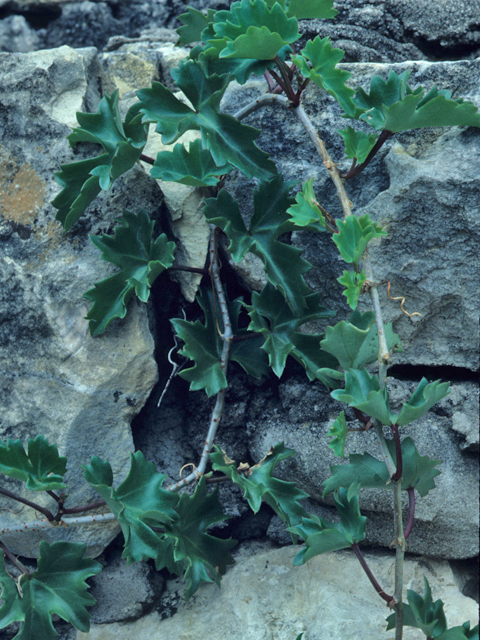 Cissus trifoliata (Cow-itch vine) #21971