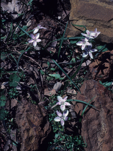 Claytonia virginica (Virginia springbeauty) #21976