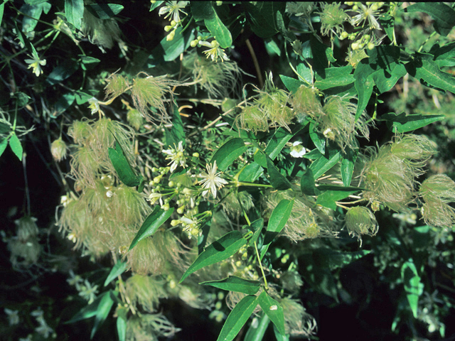 Clematis ligusticifolia (Western white clematis) #21982
