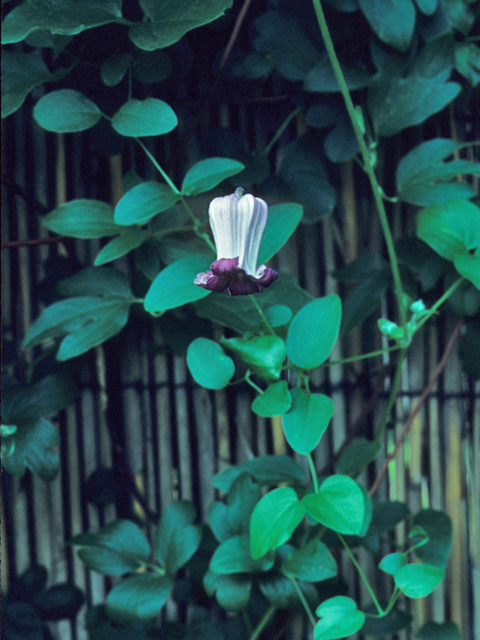Clematis pitcheri (Purple leatherflower) #21986
