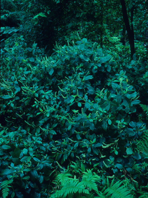 Clethra acuminata (Mountain pepperbush) #21988