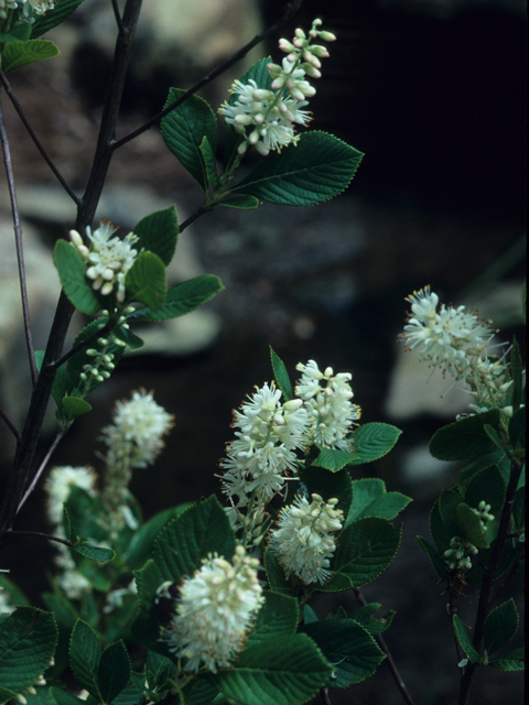 Clethra alnifolia (Coastal pepperbush) #21990
