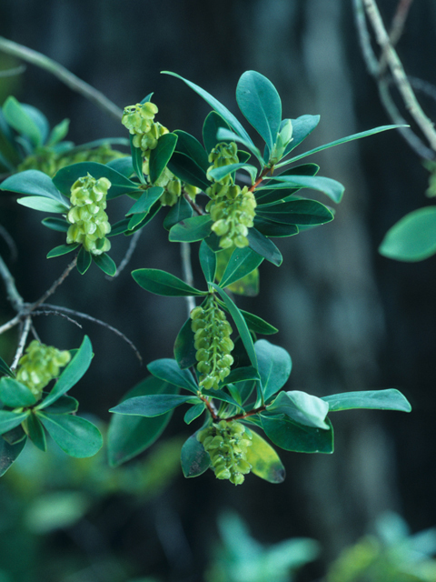 Cliftonia monophylla (Buckwheat tree) #21993