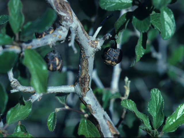 Colubrina texensis (Texas hog plum) #21995
