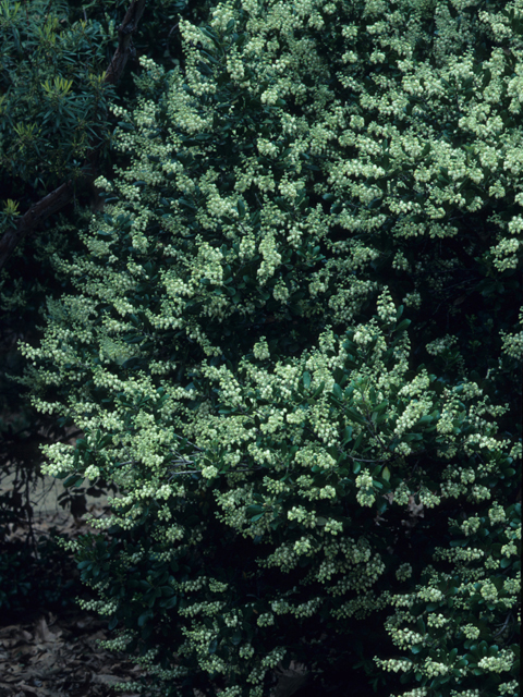Comarostaphylis diversifolia (Summer holly) #22000