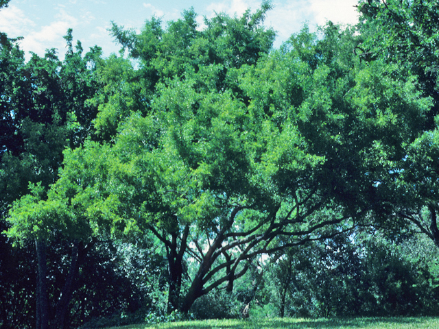 Condalia hookeri (Bluewood condalia) #22009