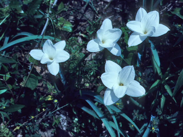Cooperia pedunculata (Hill country rain lily) #22021