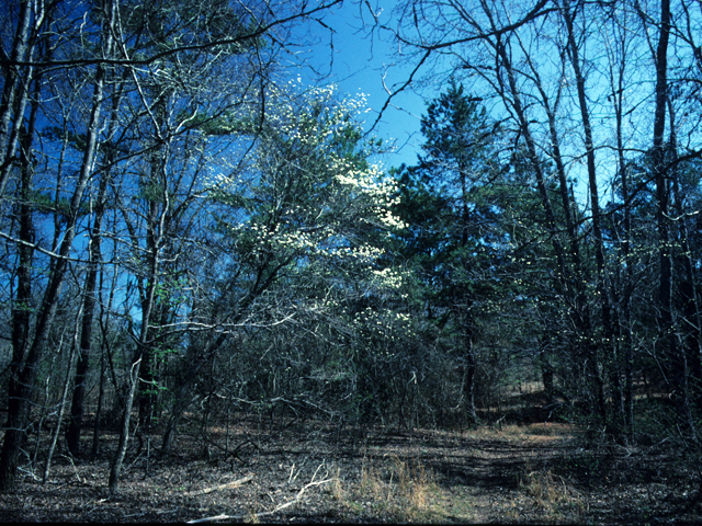 Cornus florida (Flowering dogwood) #22068