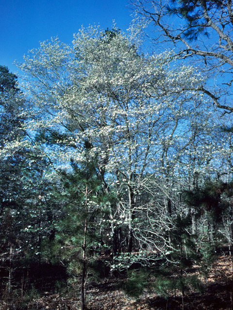 Cornus florida (Flowering dogwood) #22072