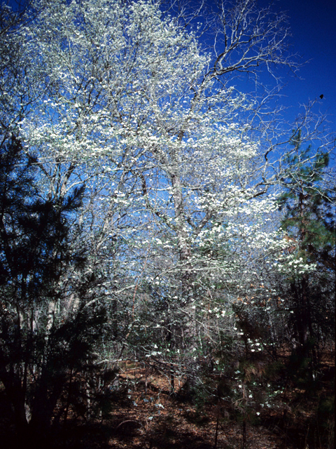 Cornus florida (Flowering dogwood) #22073