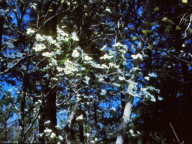 Cornus florida (Flowering dogwood) #22075