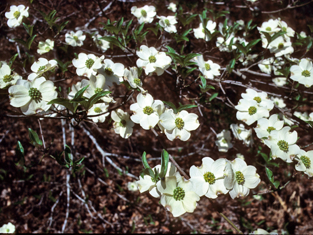 Cornus florida (Flowering dogwood) #22077