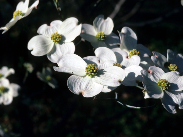Cornus florida (Flowering dogwood) #22078