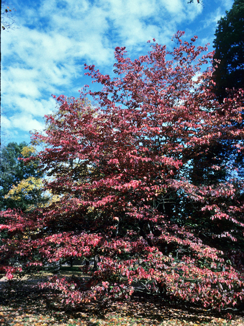 Cornus florida (Flowering dogwood) #22080