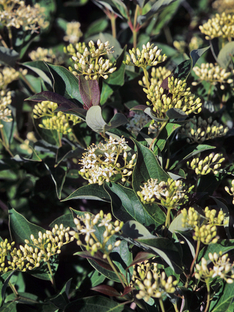Cornus racemosa (Gray dogwood) #22089