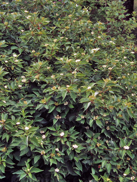 Cornus sericea ssp. sericea (Redosier dogwood) #22094