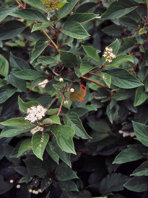 Cornus sericea ssp. sericea (Redosier dogwood) #22095