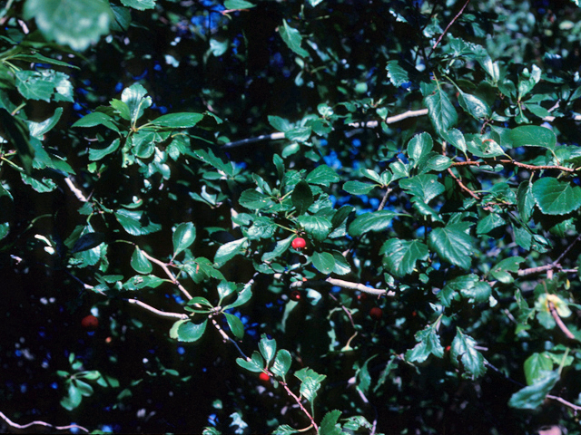 Crataegus viridis (Green hawthorn) #22140