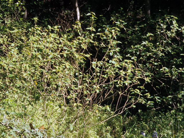 Croton fruticulosus (Bush croton) #22153