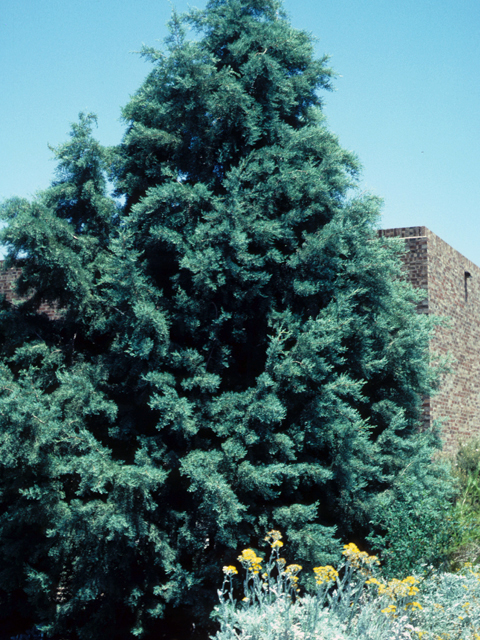 Hesperocyparis arizonica  (Arizona cypress) #22156