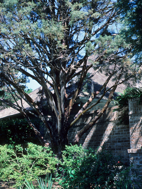 Hesperocyparis arizonica  (Arizona cypress) #22157