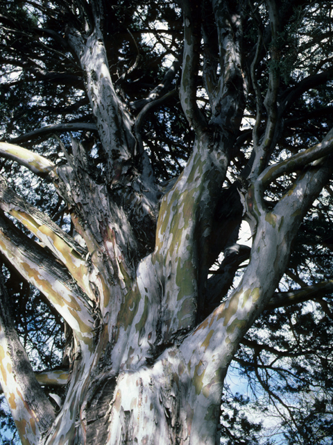 Hesperocyparis arizonica (Arizona cypress) #22158
