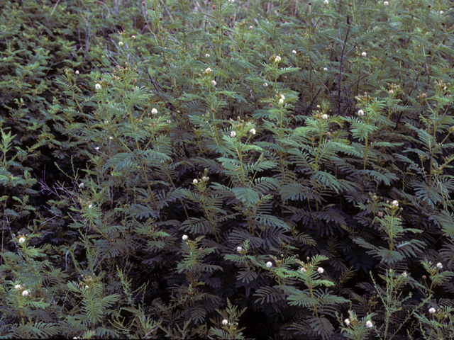 Desmanthus illinoensis (Illinois bundleflower) #22202