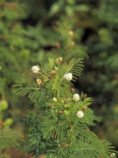 Desmanthus illinoensis (Illinois bundleflower) #22203