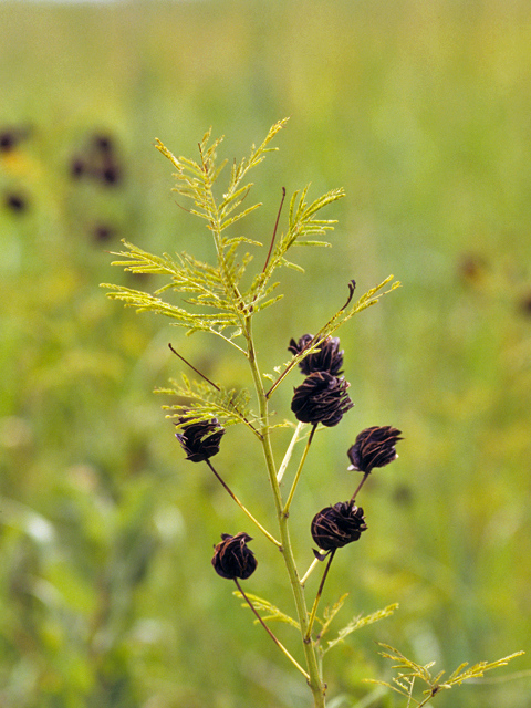 Desmanthus illinoensis (Illinois bundleflower) #22205