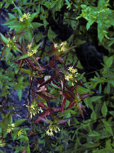 Diervilla sessilifolia (Southern bush honeysuckle) #22216