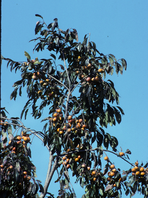 Diospyros virginiana (Common persimmon) #22231