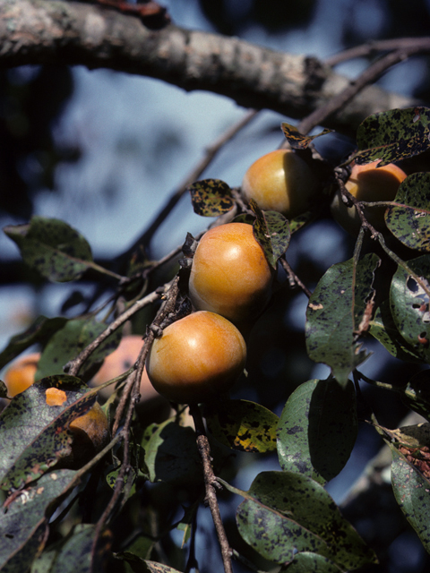 Diospyros virginiana (Common persimmon) #22234