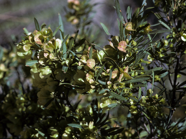 Dodonaea viscosa (Florida hopbush) #22238