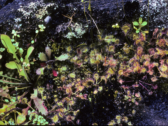 Drosera rotundifolia (Roundleaf sundew) #22243